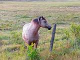 Posing Horse_P1170248-640